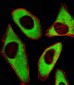 RPL6 Antibody (N-term)